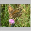 Maniola jurtina - Grosses Ochsenauge 18.jpg